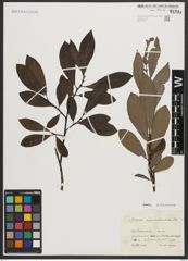 Foto von Salix appendiculata Vill.